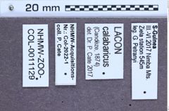 Etiketten zu Sulcilacon calabaricus (NHMW-ZOO-COL-0011129)